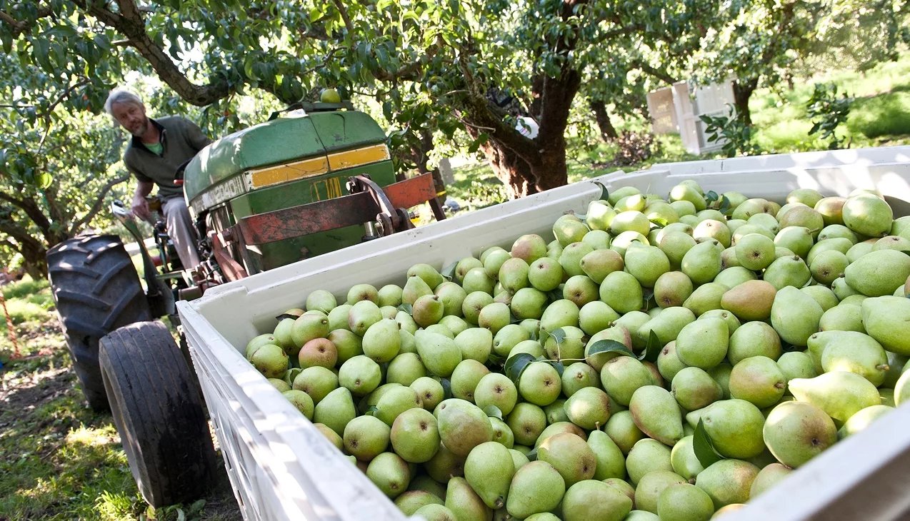 John Deere tractor and pear crate