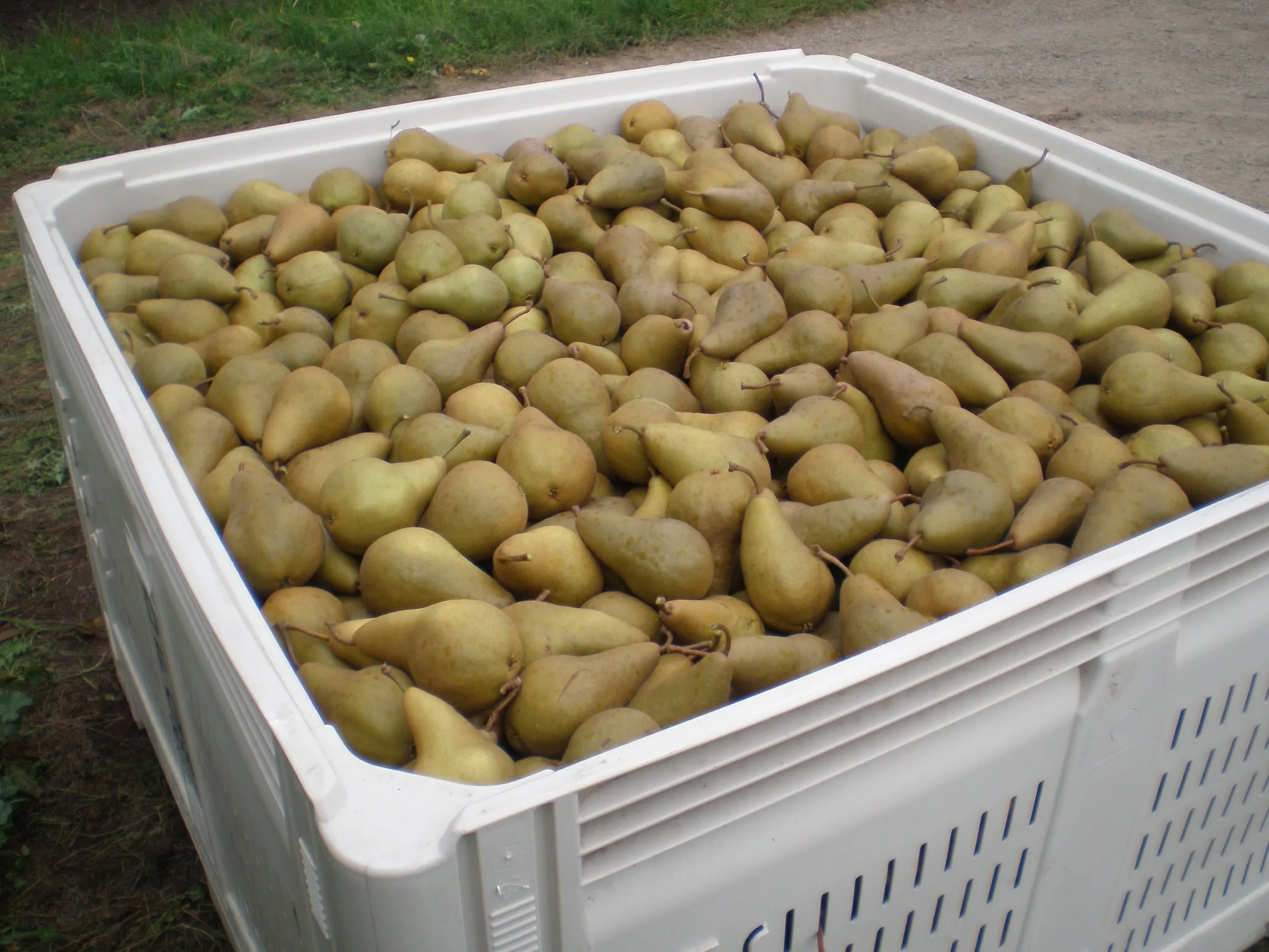 Very full crate of pears
