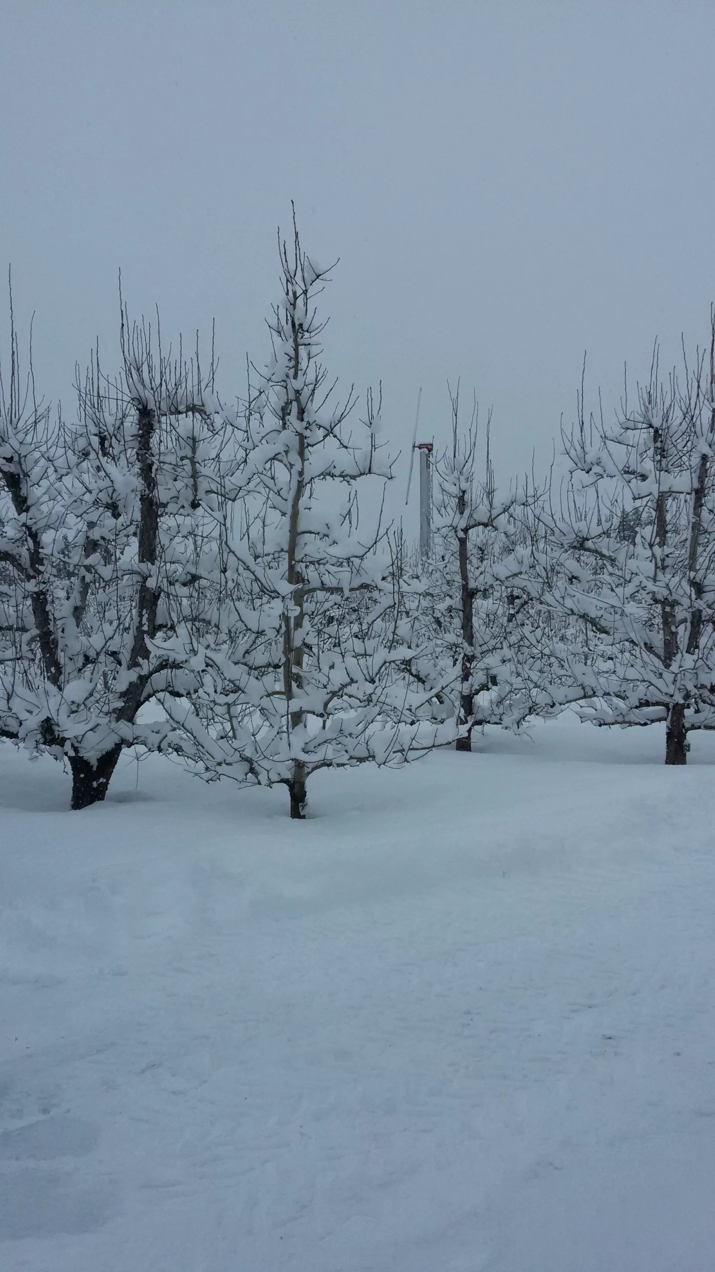Winter snow on orchard trees