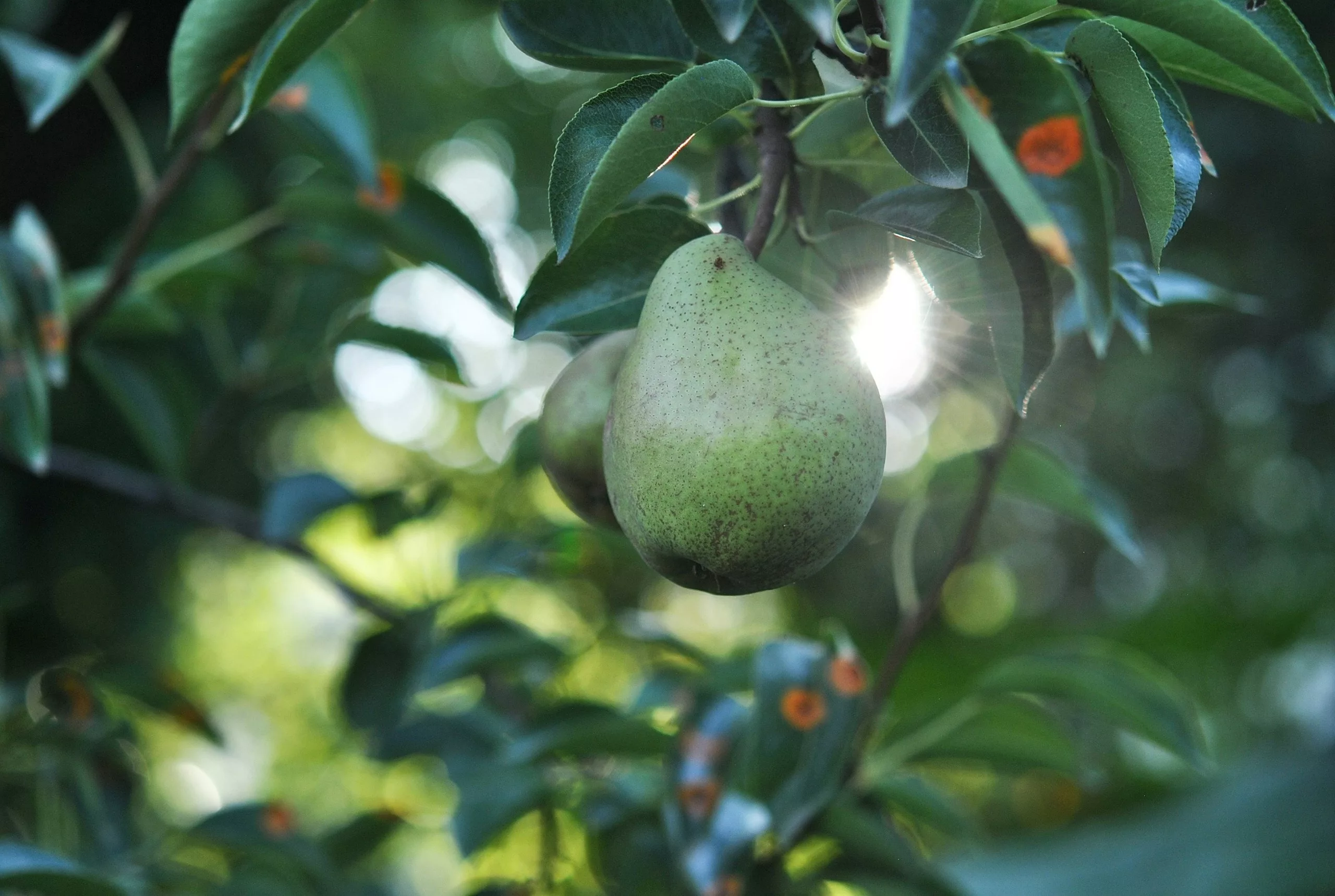 Green pear hanging in the orchard.
