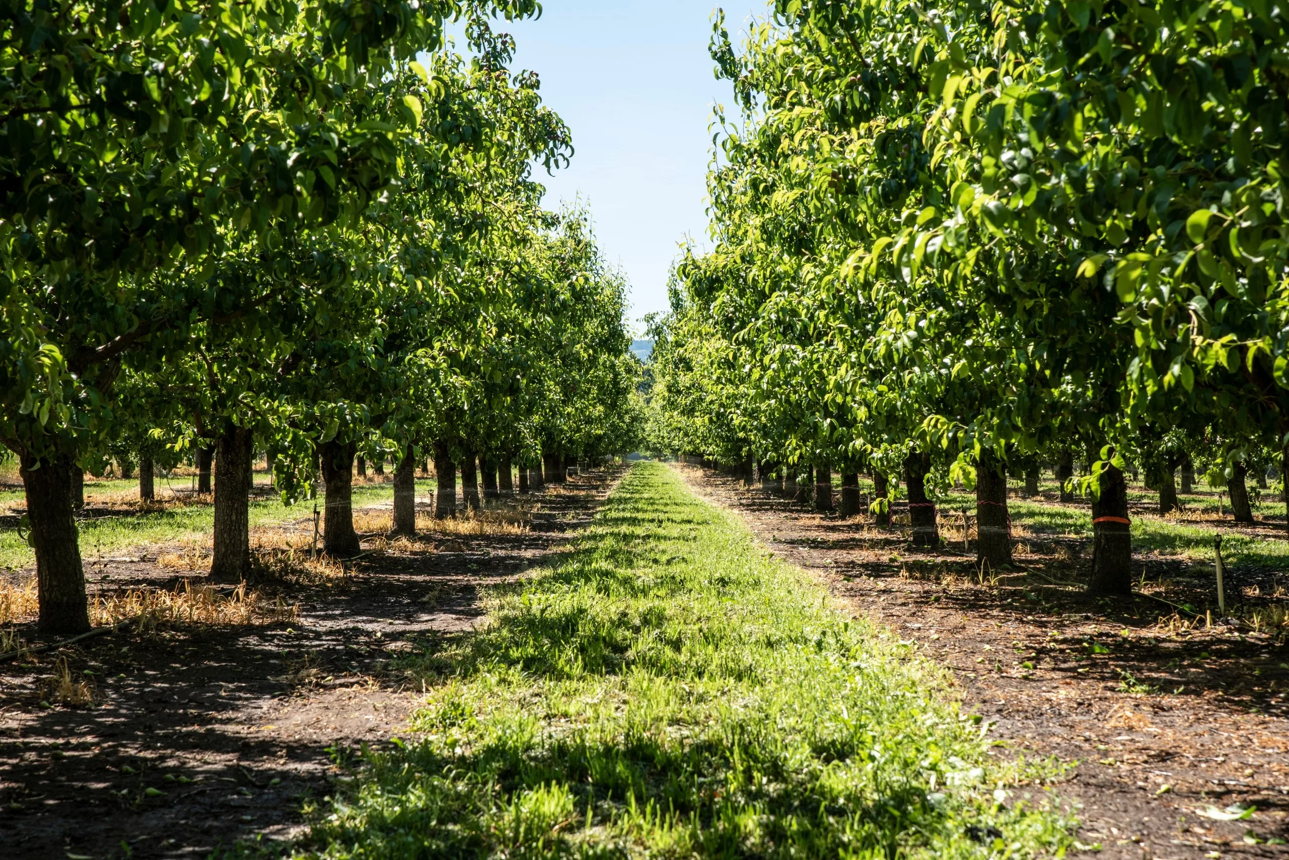 Looking down a row of fruit trees