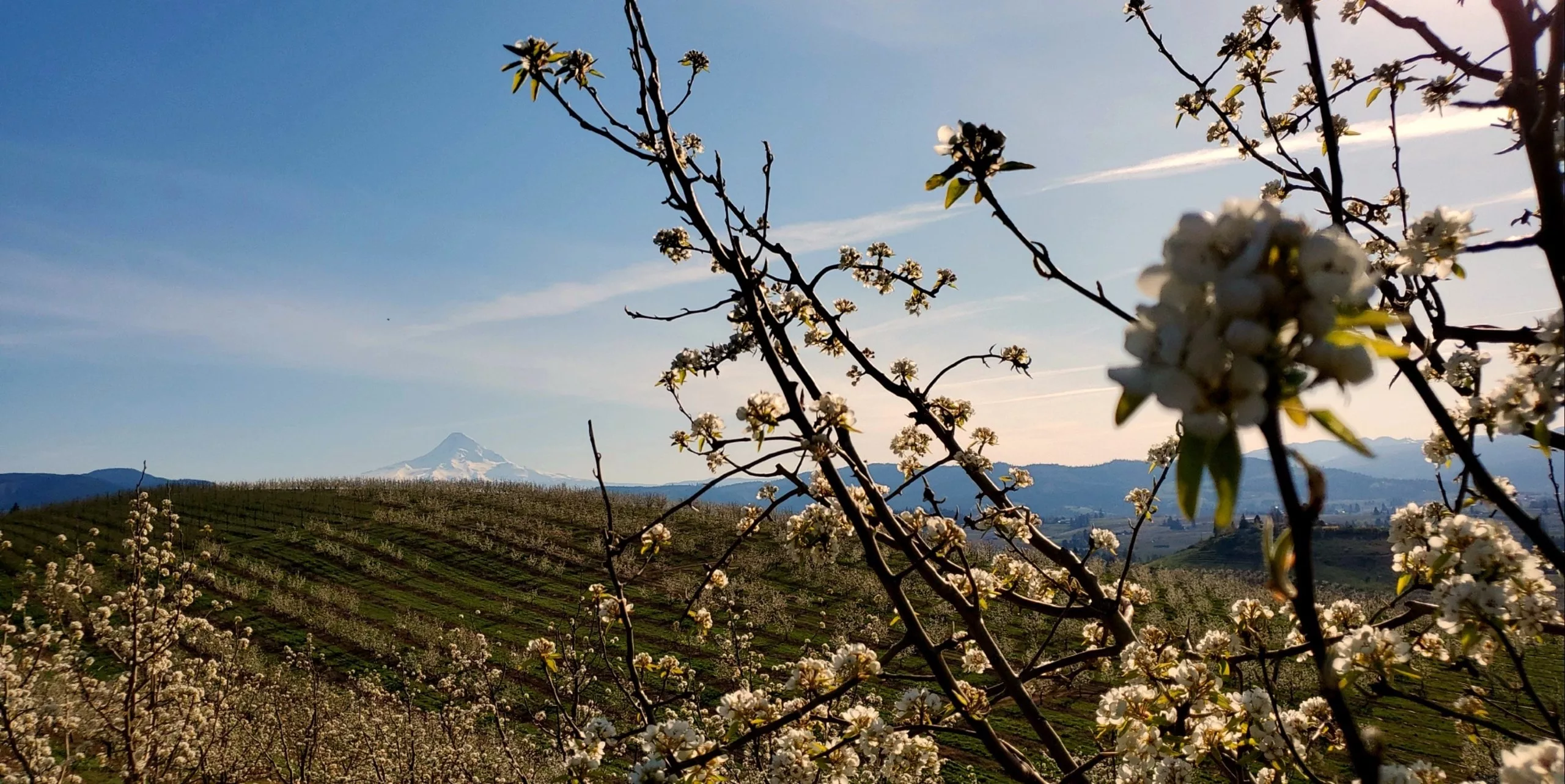 Blossoms overlooking Mt. Hood