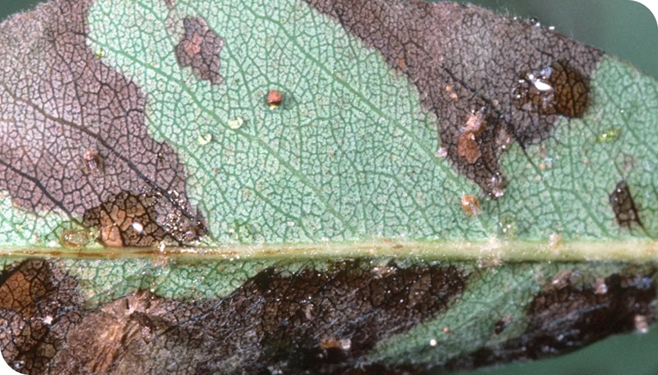 Closeup of disease on a leaf