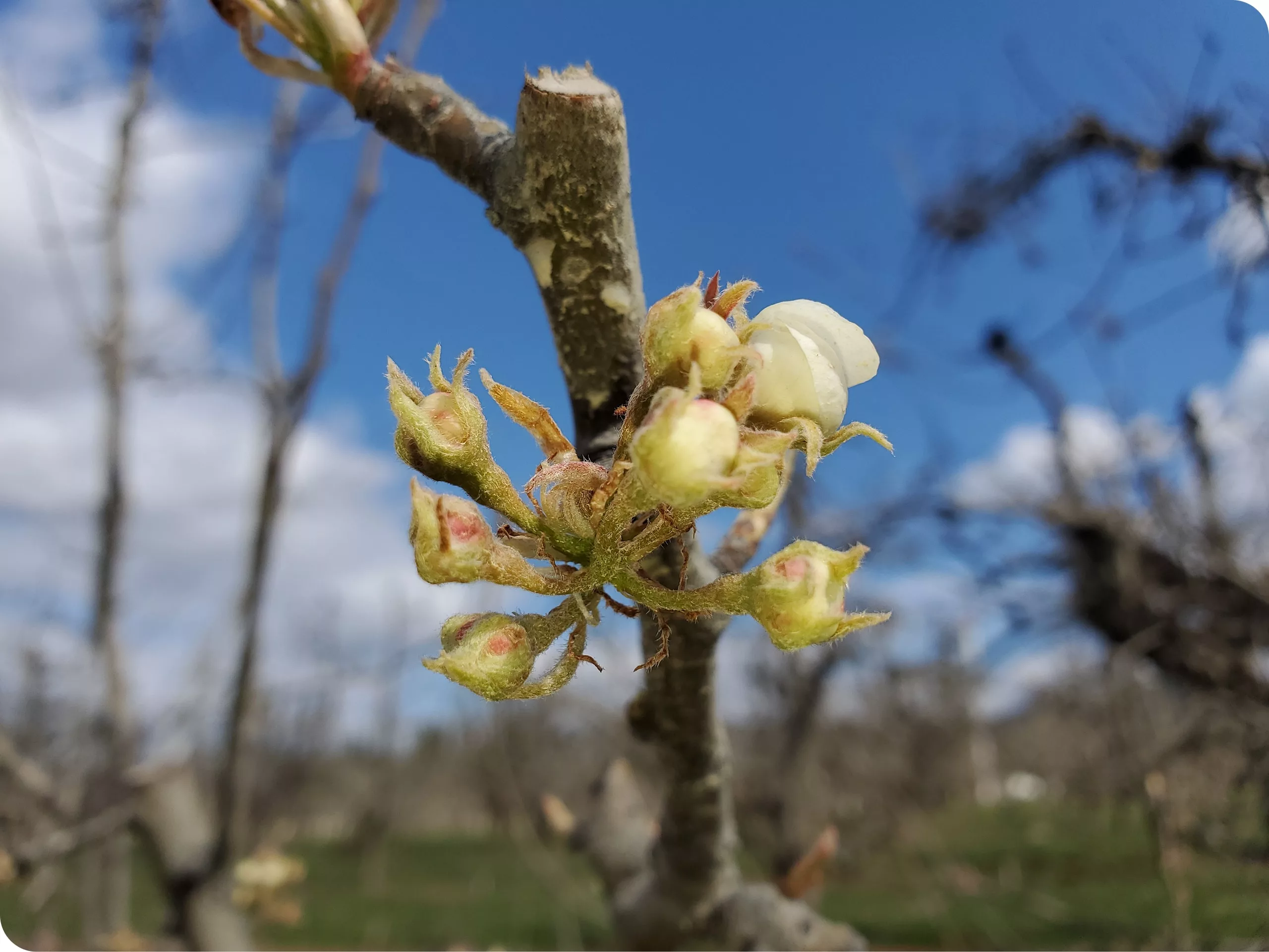 Buds on residential tree